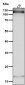 Anti-HIF-1-alpha Rabbit Monoclonal Antibody
